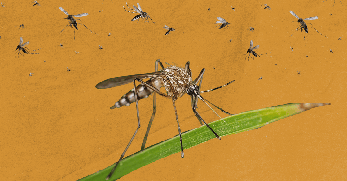 A mosquito